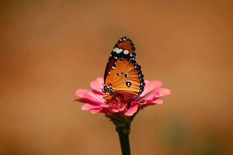 Animal Anagrams with Answers cover photo of an orange butterfly on a pink flower