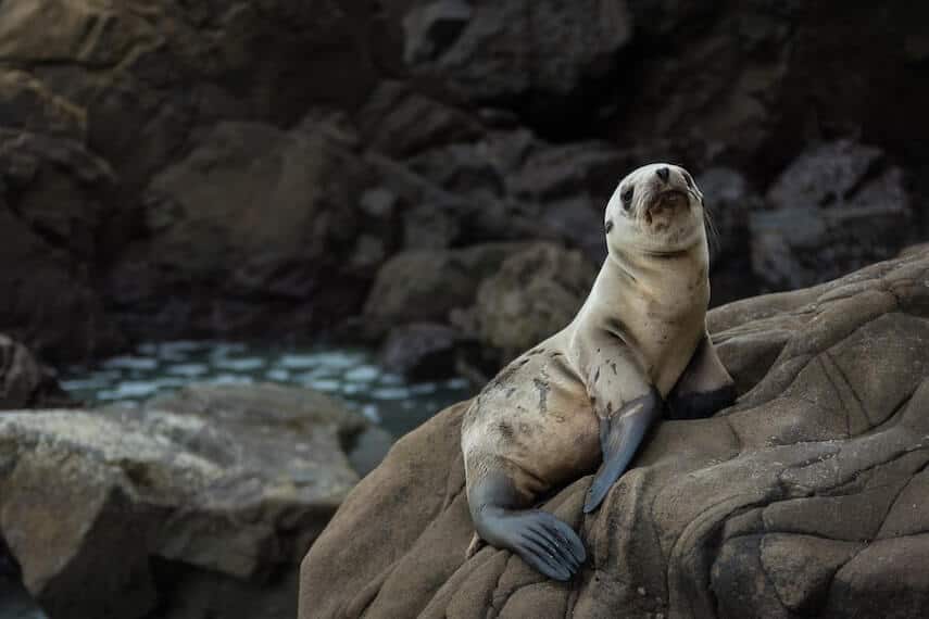 Baby Seal on a Rock