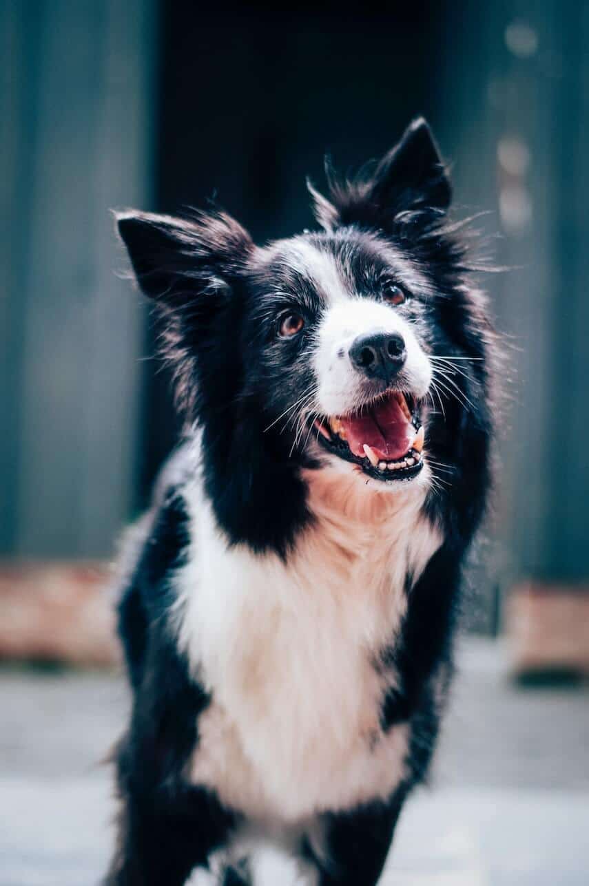 Border Collie Dog