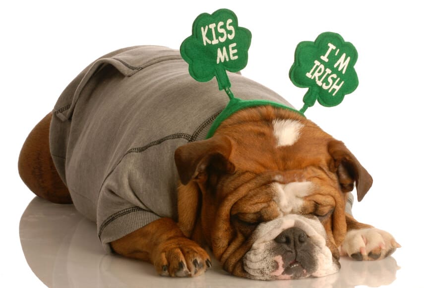 Bulldog wearing a kiss me i'm Irish headband
