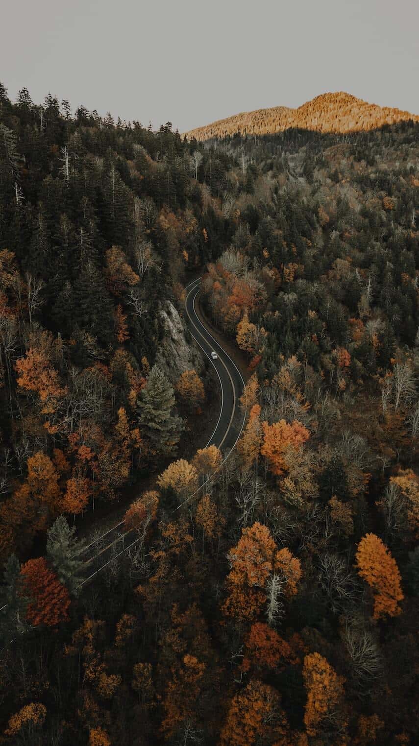 Road winding through the Blue Ridge Mountains