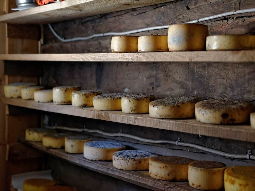 Cheese wheels maturing on wooden shelves