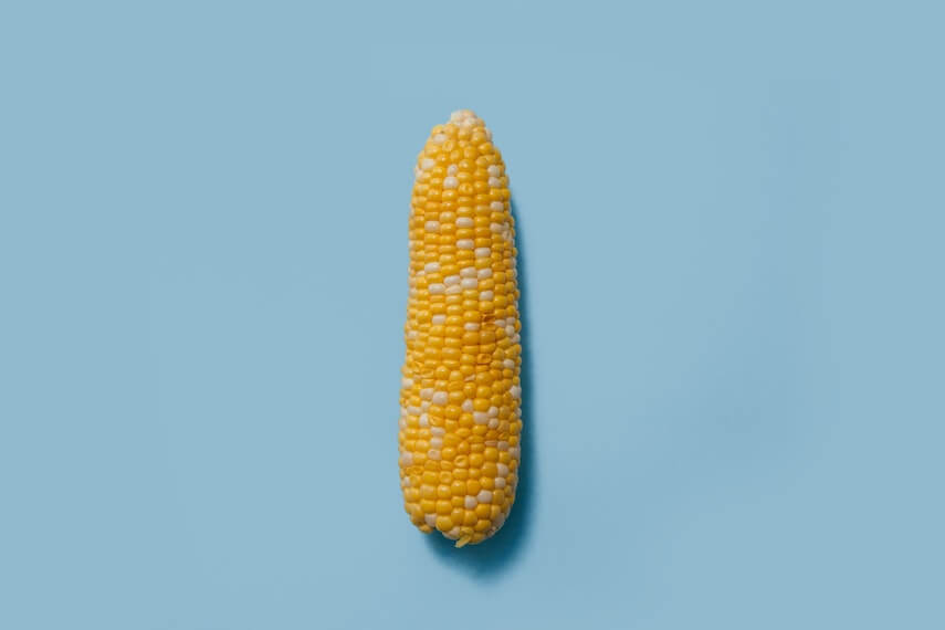 Cob of sweetcorn on a blue background