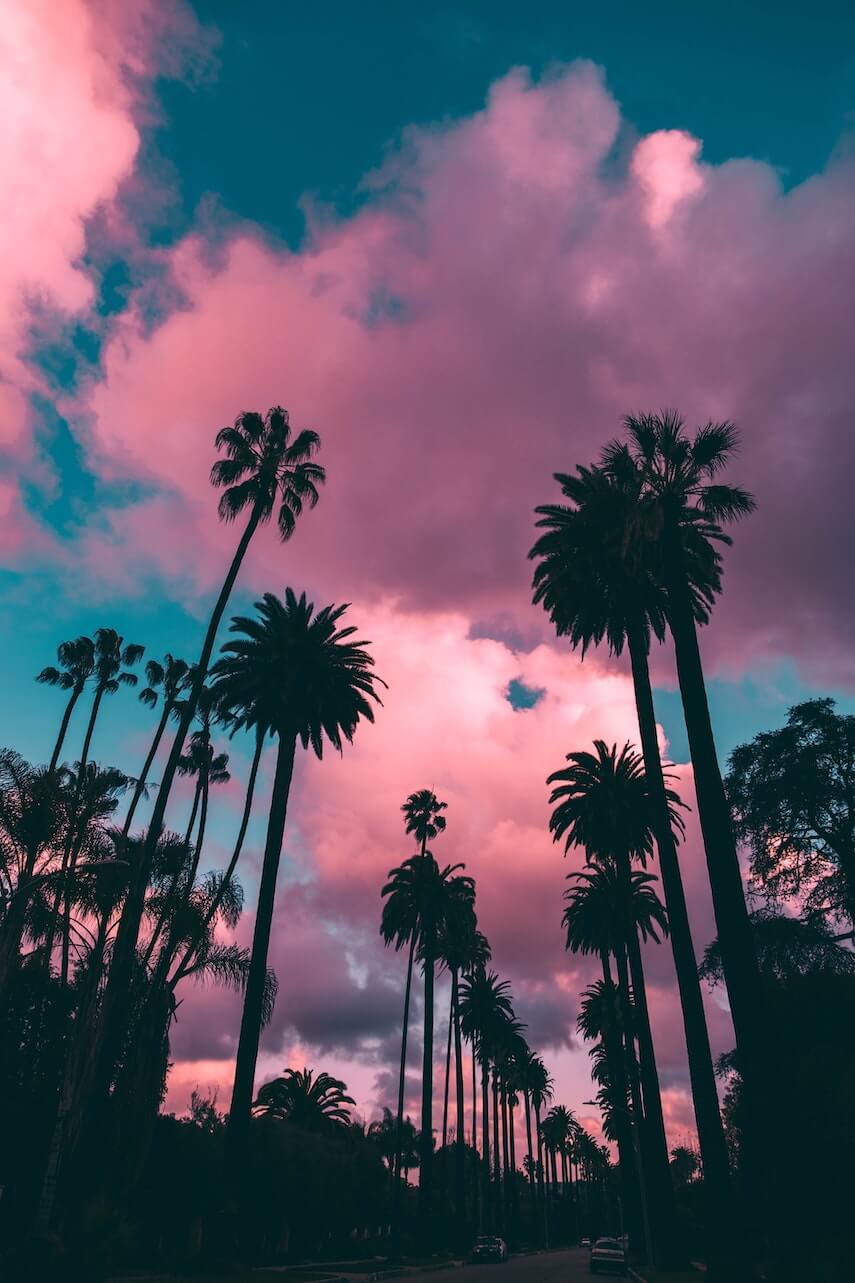 Looking up at palm trees in silohuette under a blue sky with pink clouds
