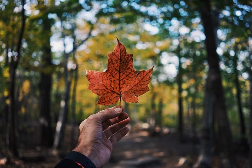 Maple leaf being held up in the forest