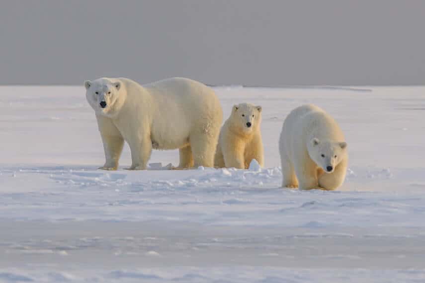 Mother polar bear with two cubs on the snow