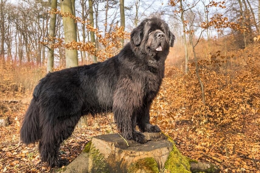 Newfoundland Dog standing with front paws on a treestump in a thin forrest at autumn