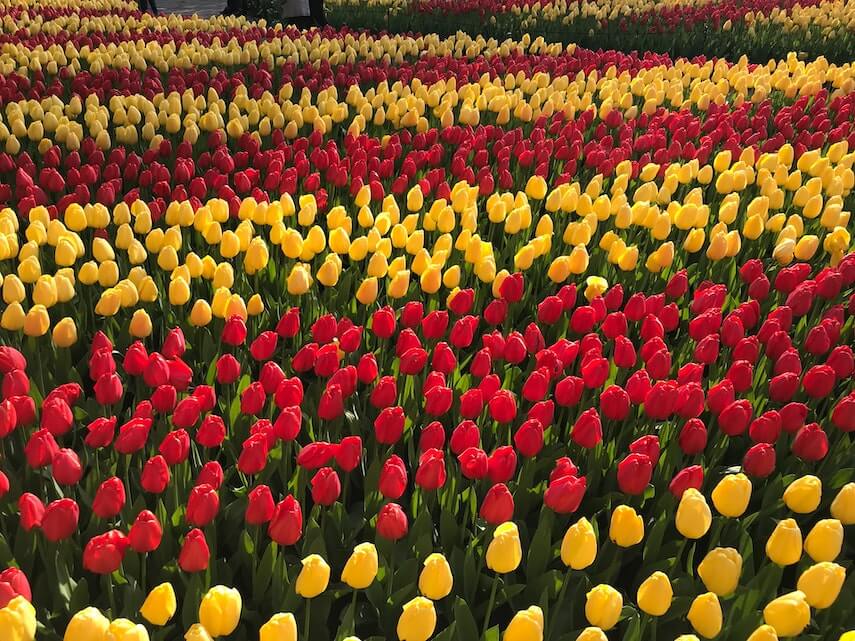 Red and Yellow Tulips in a field