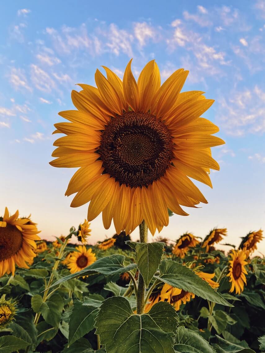 Sunflowers in a field under a blue sky