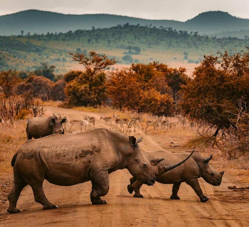 3 rhino crossing the road in the African bush