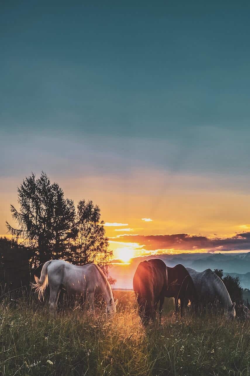 4 Horses grazing in a field at sunset