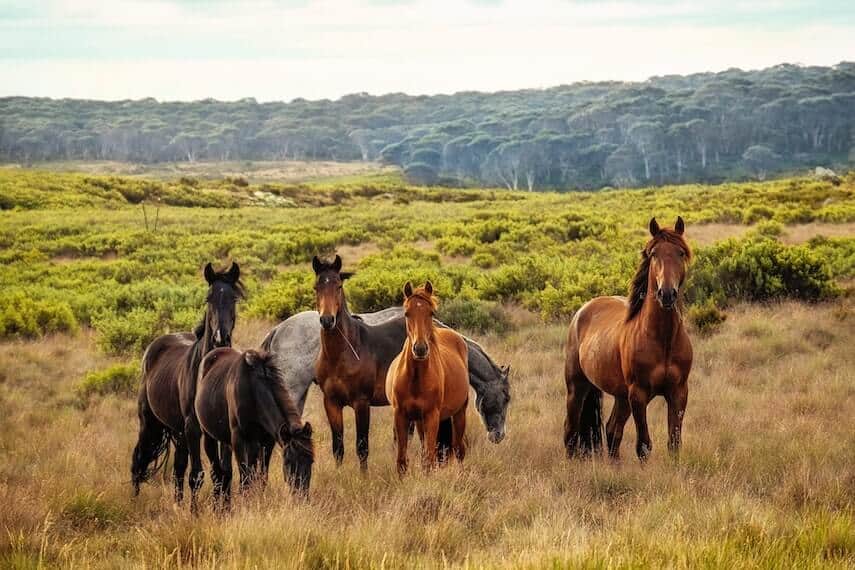 6 brown and grey horses grazing in a field of long grass in front of a forrest