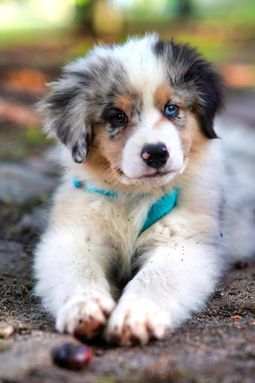 Australian Shepherd Puppy with a light blue collar