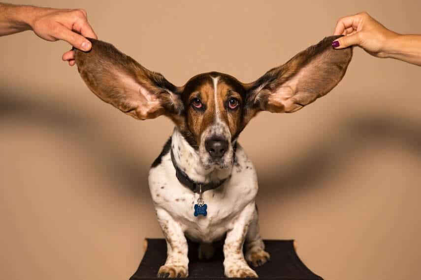 Basset Hound with its ears being held up either side