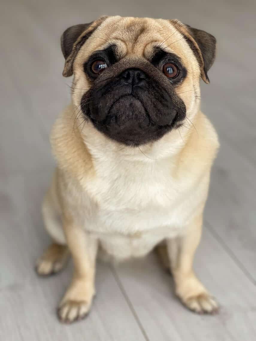 Beige Pug with Brown face