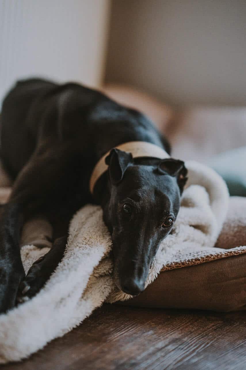 Black Greyhound lay down on a blanket