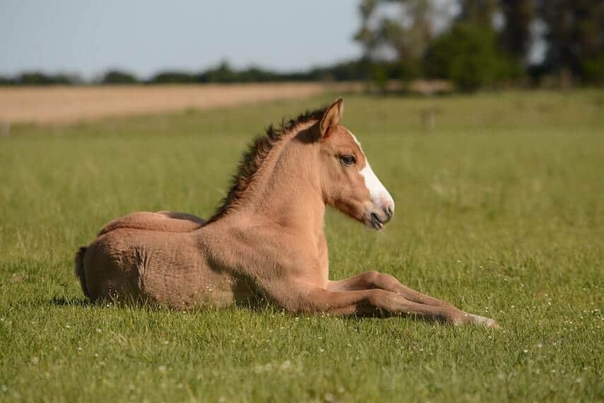 Brown foal sat down in a field