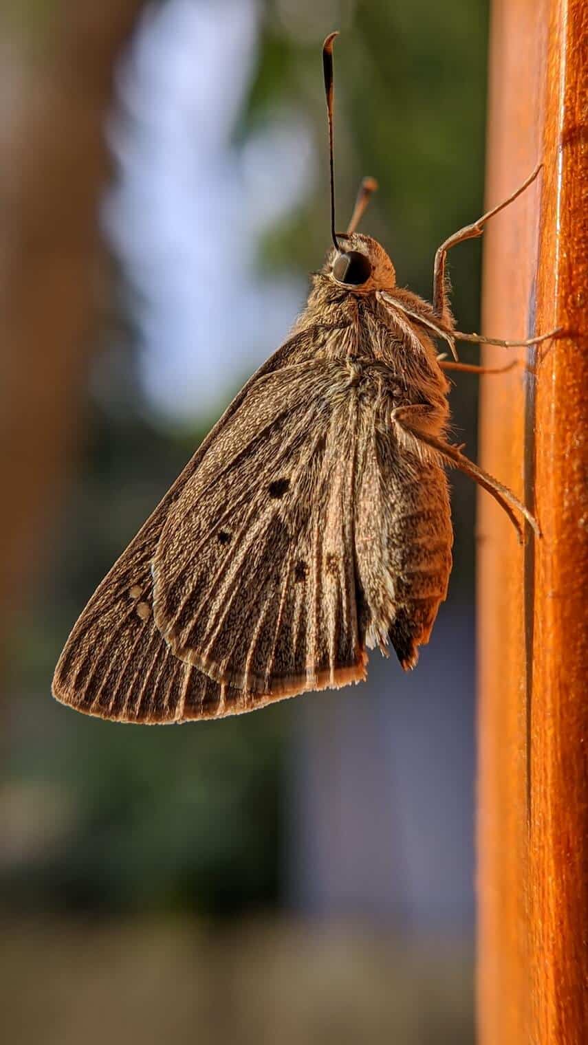 Brown moth standing on its legs vertically on a wooden wall.