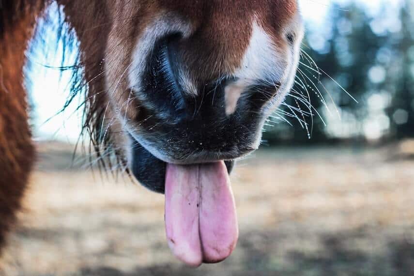 Close up of horse nose and mouth with tongue sticking out