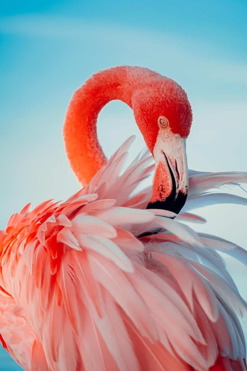 Close up of pink flamingo preening the feathers on it's back
