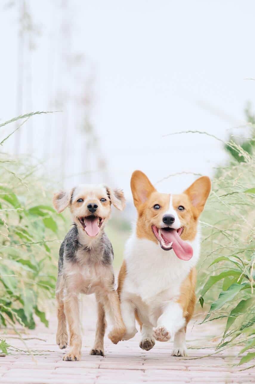 Corgi and Terrier running towards the camera