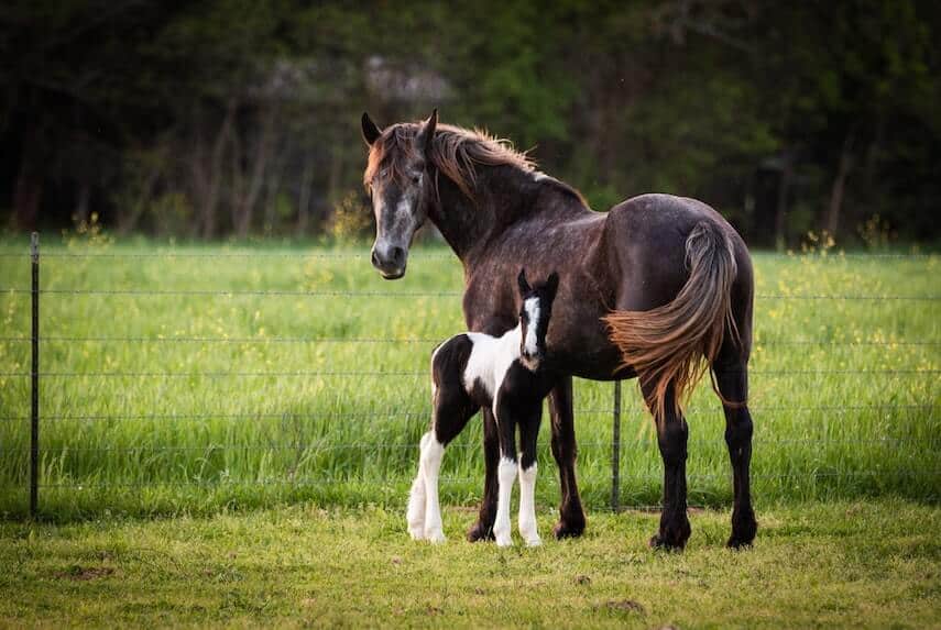 Dark brown horse standing next to dark brown and white foal