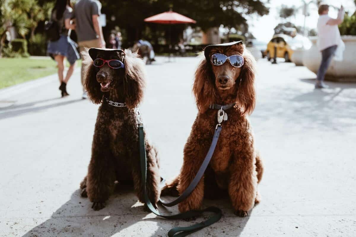 Dog Quiz Questions and Answers cover photo of two dogs sat down wearing hats and sunglasses