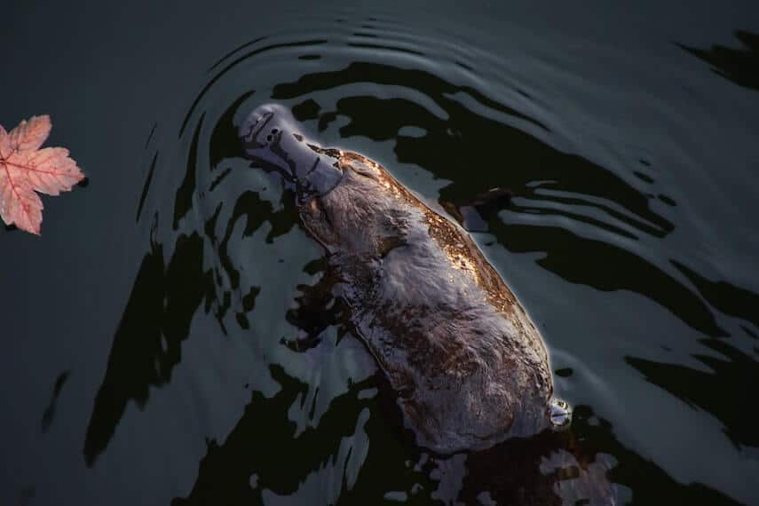 Duck billed platypus on the surface of the water