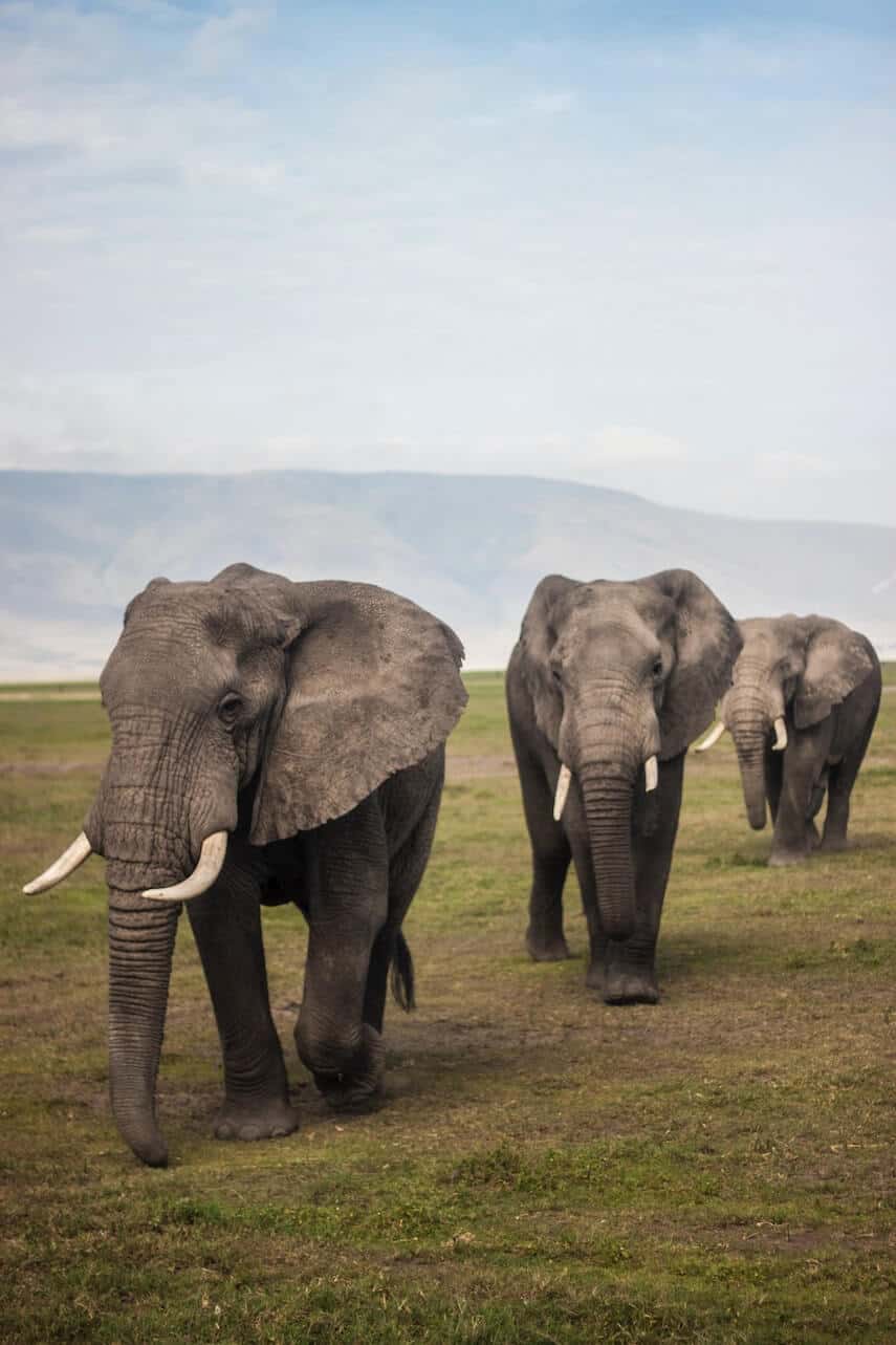 3 elephants walking in a line