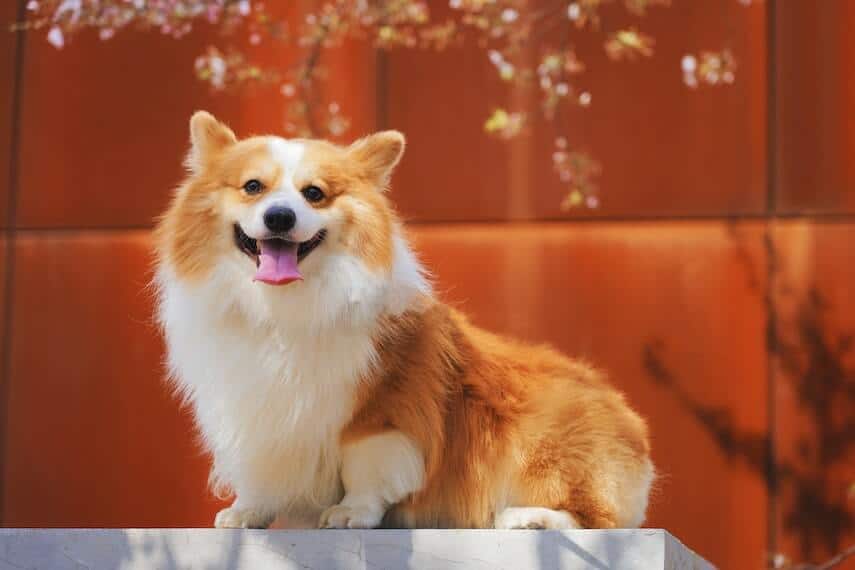 Fluffy corgi on a ledge in front of an orange wall