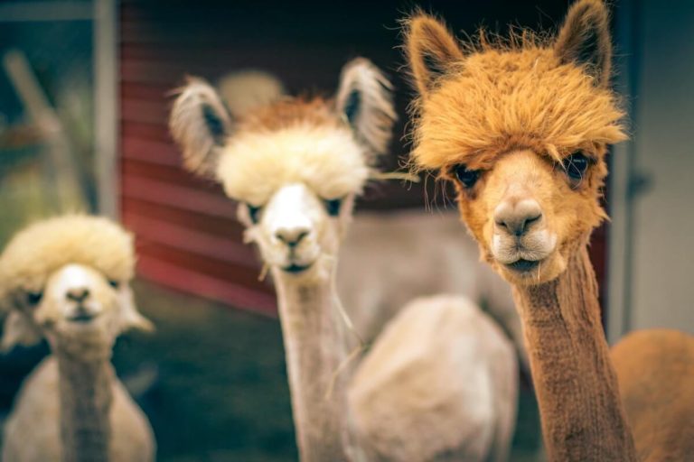 Fun Animal Trivia Questions and Answers cover photo of 3 llama looking inquisitively at the camera