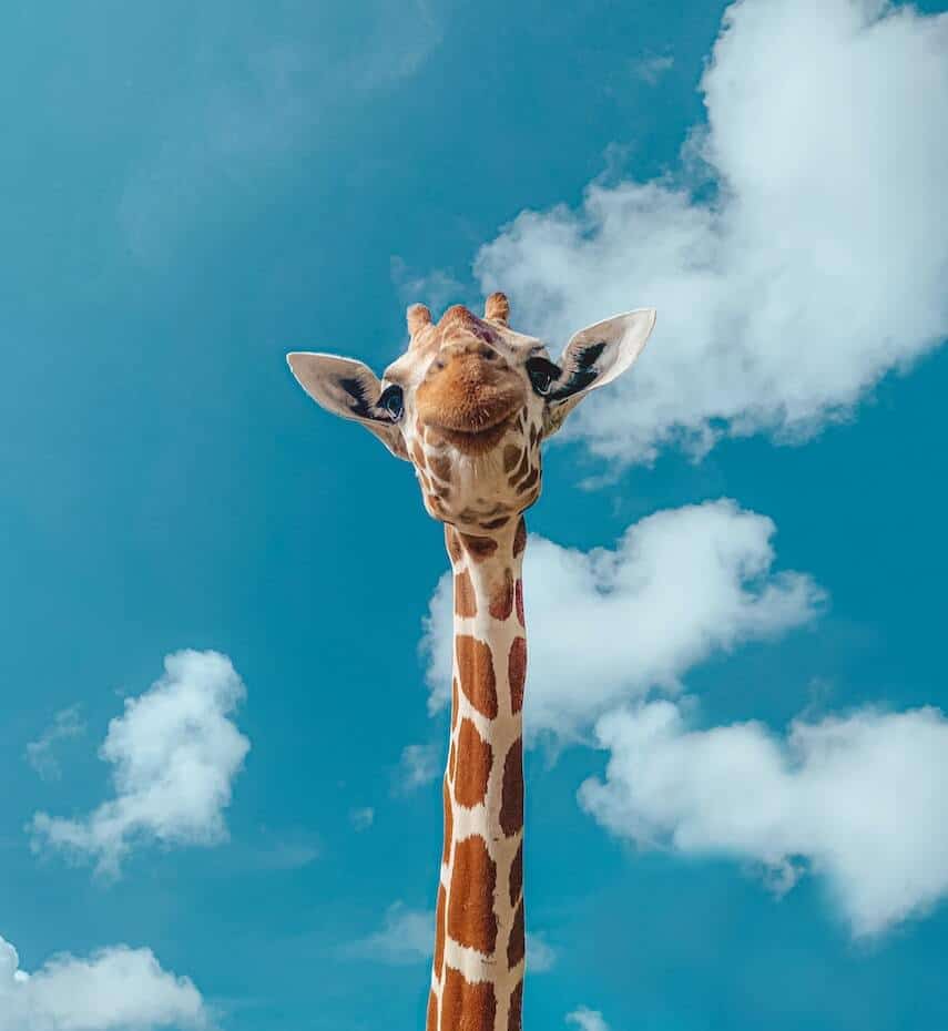 Giraffe looking down at the camera under a blue sky with white fluffy clouds