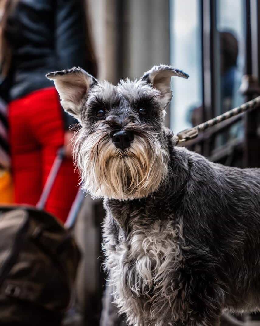 Grey Terrier on a leash in focus in front of a woman pulling a suitcase