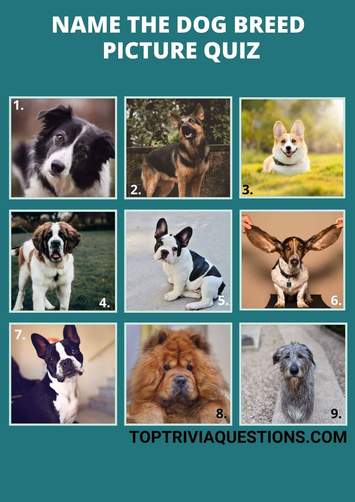 Guess The Dog Breed Quiz (Picture Round)