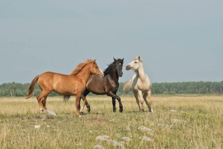 Horse Quiz Questions - Ultimate Quiz About Horses cover photo of three horses in a field playing