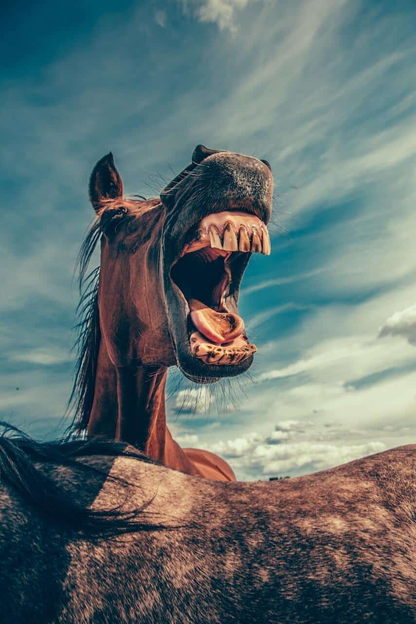 Horse baying and showing its teeth and tongue