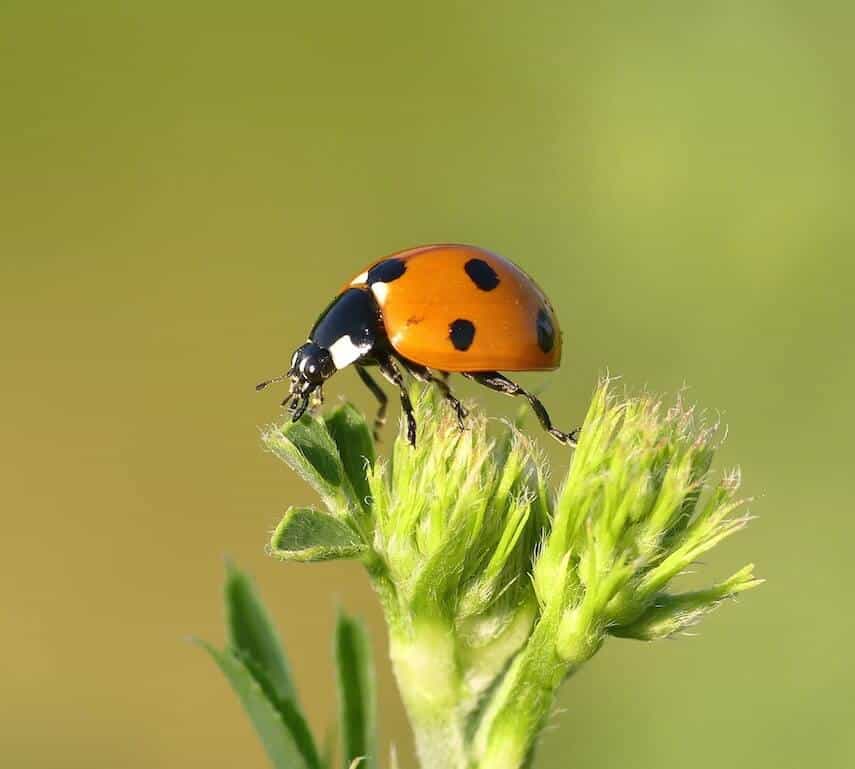 Ladybird on a green shoot