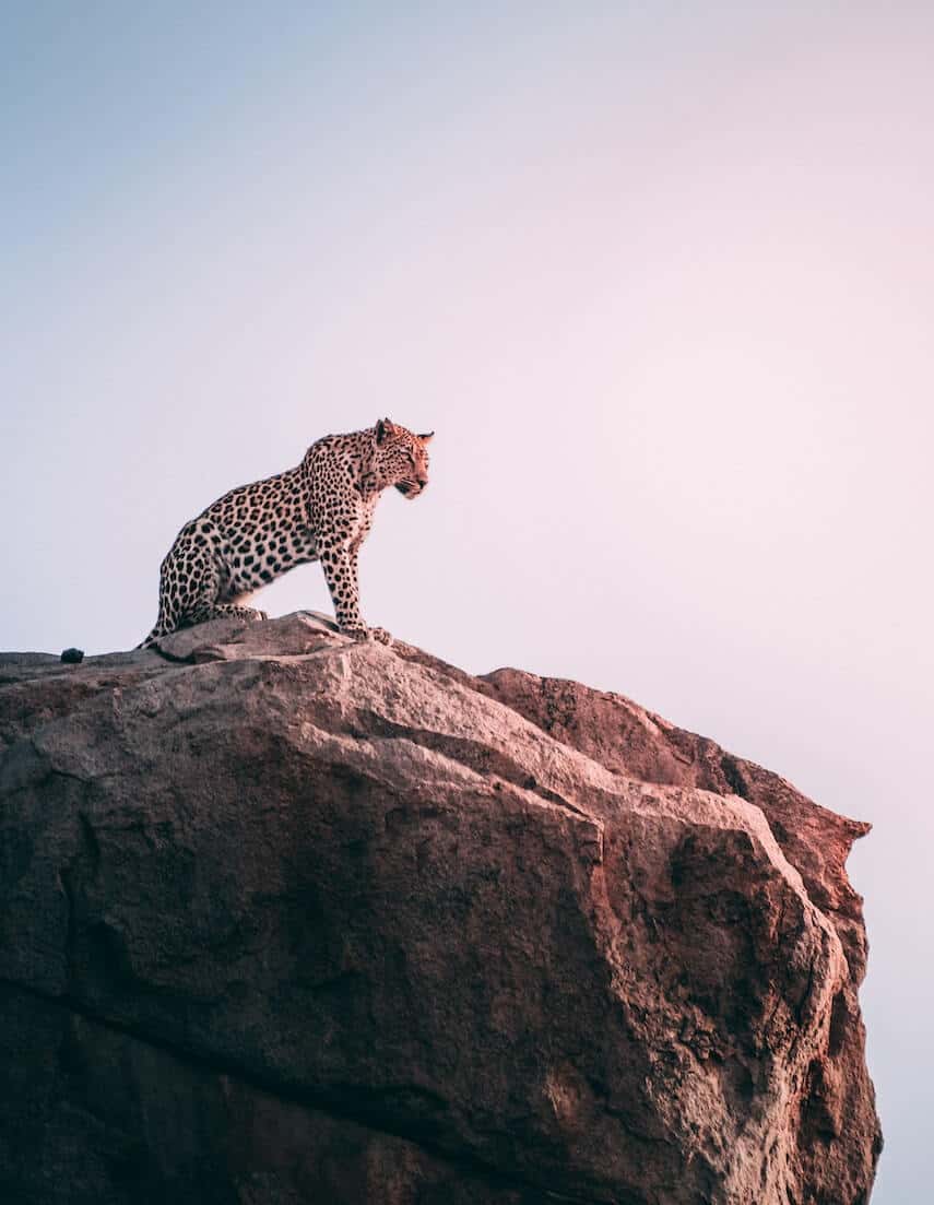 Leopard sitting on a large rock