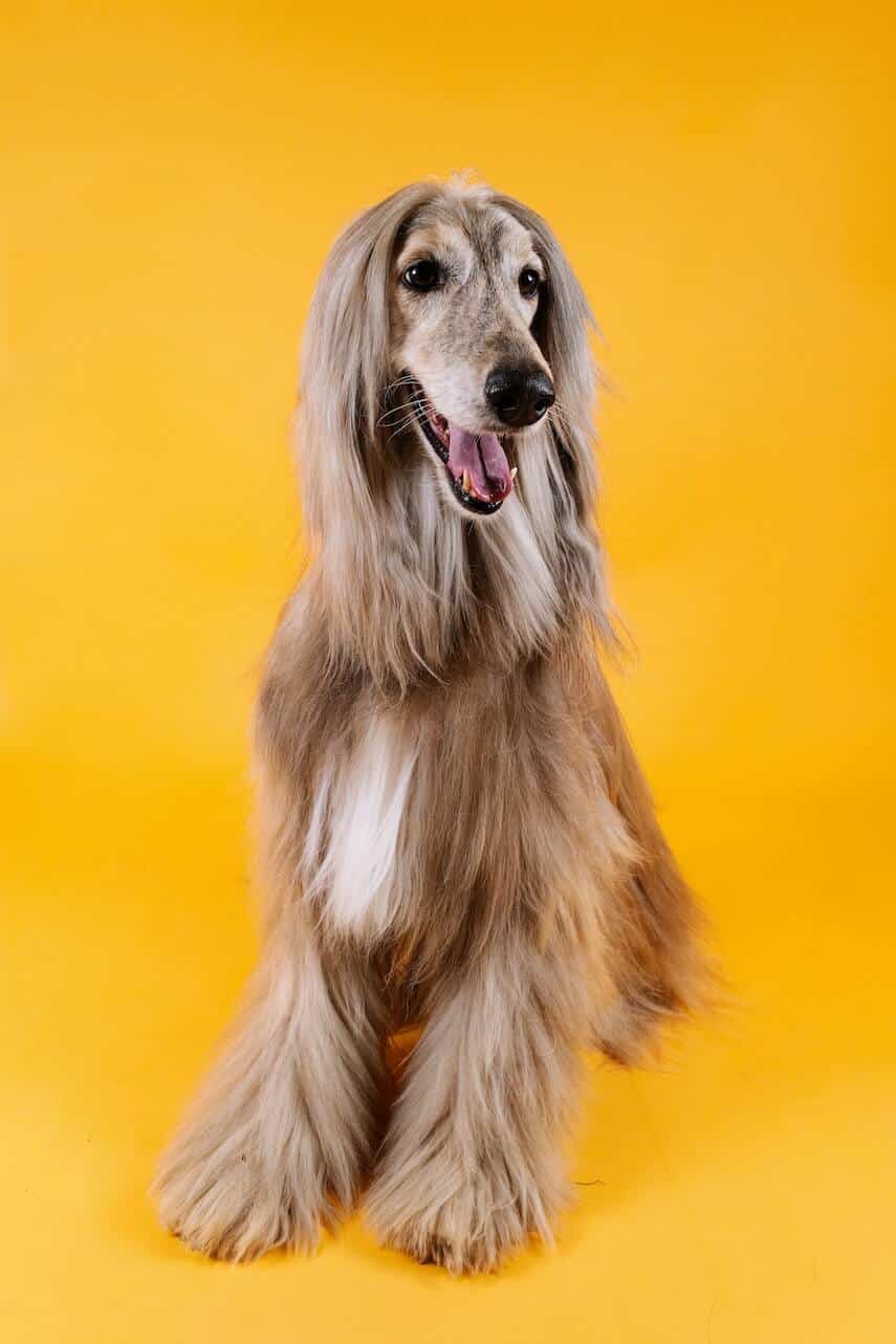 Long haired dog with yellow background