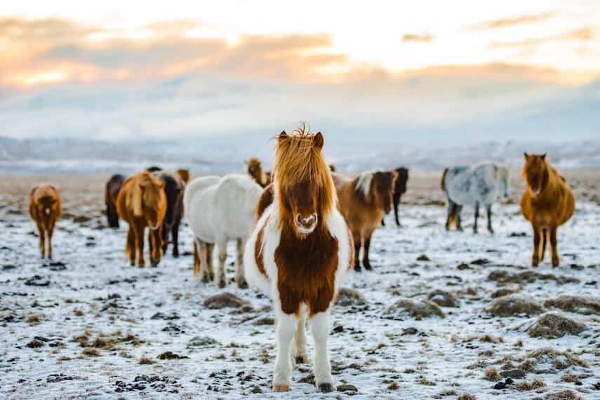 Long haired Icelandic horses stood in a field covered in a light dusting of snow