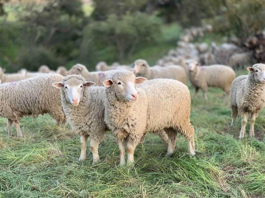 Lots of sheep in a field