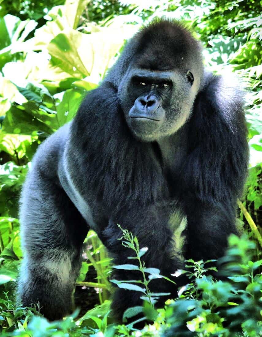 Mountain gorilla stood on all fours in the forrest