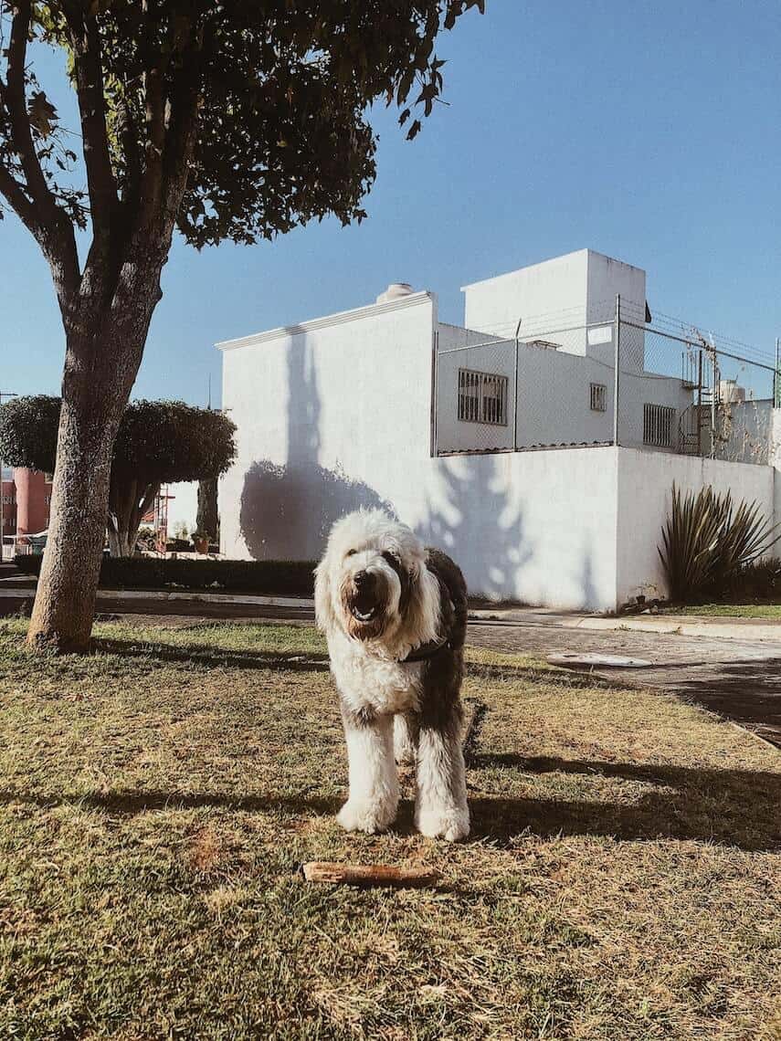 Old English Sheepdog in front of white building