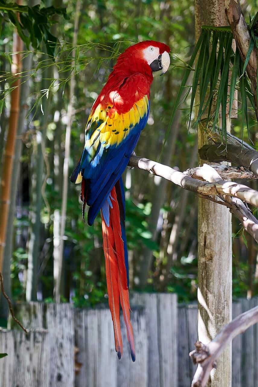Red, Blue ad Yellow Parrot on a branch