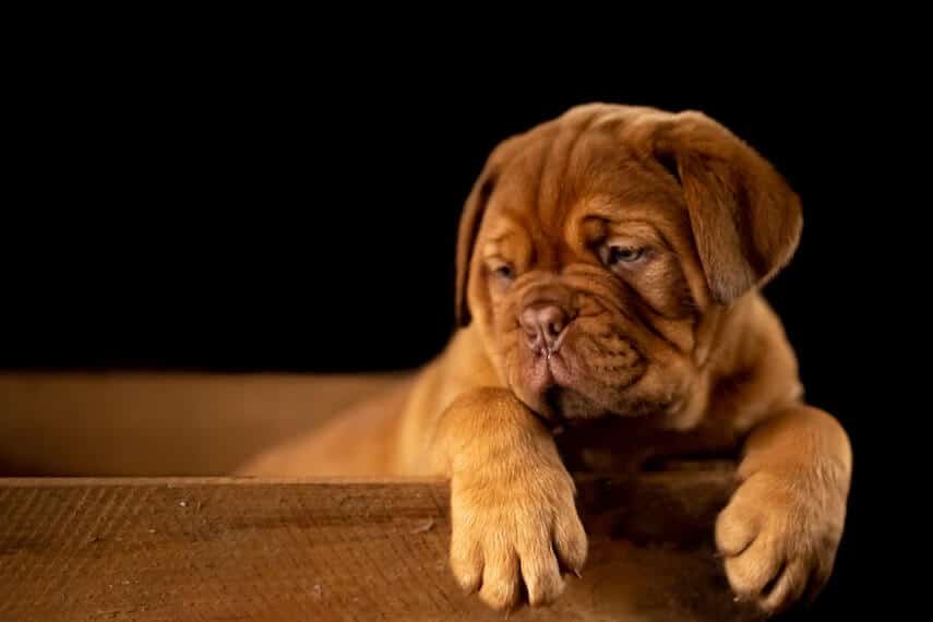 Small Shar-pei Puppy in a wooden box