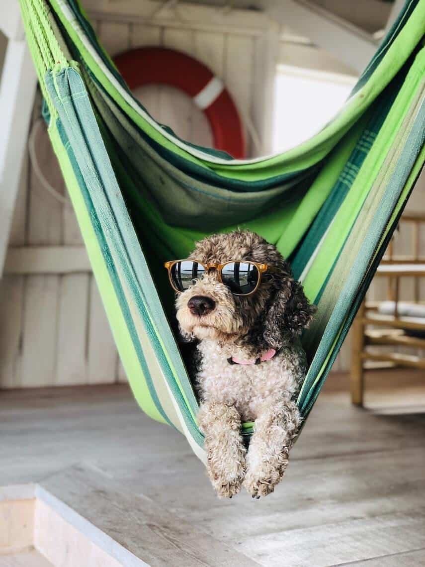 Small fluffy dog in a green striped hammock wearing sunglasses