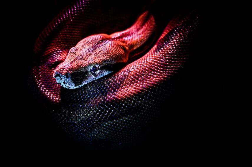 Snake curled up under fluorescent lights