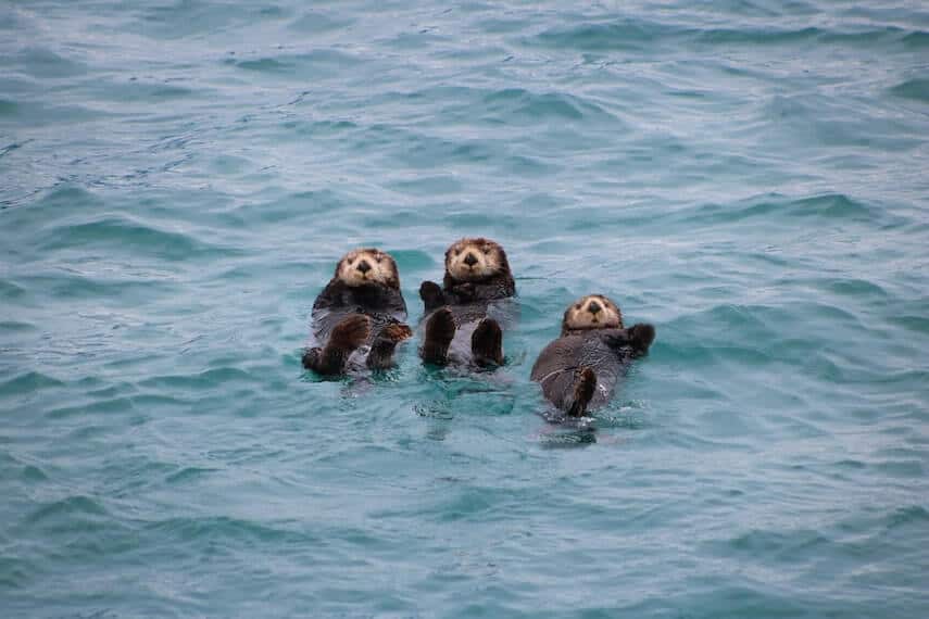 Three sea otters floating in the ocean with a par out of the water looking like they are waving