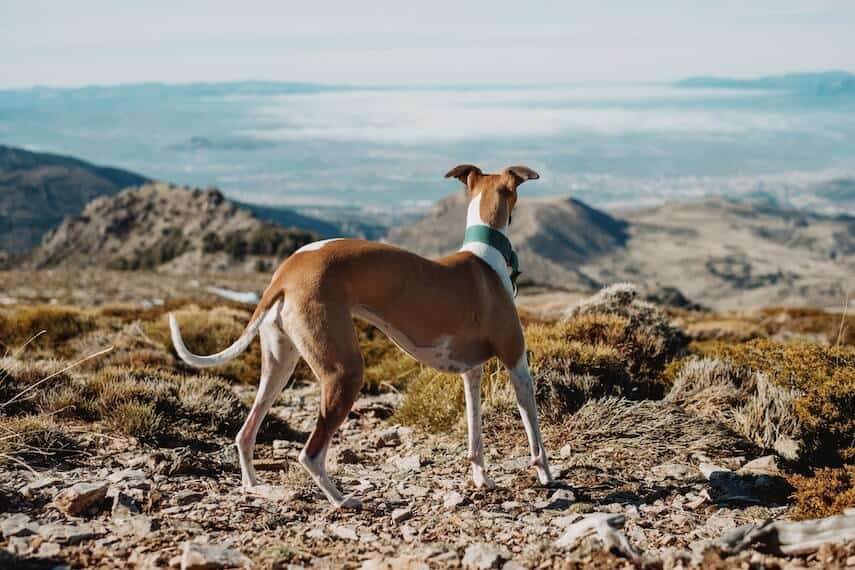 Whippet wearing a green collar on top of a mountain