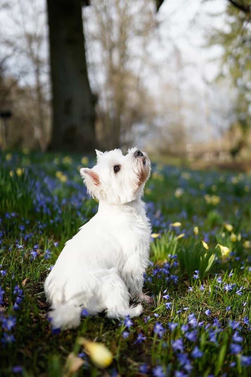 White Terrier in a field with wildflowers